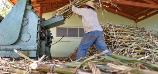 Trabalhador alimentando com cana-de-açúcar a moenda do Engenho Serra Geral.